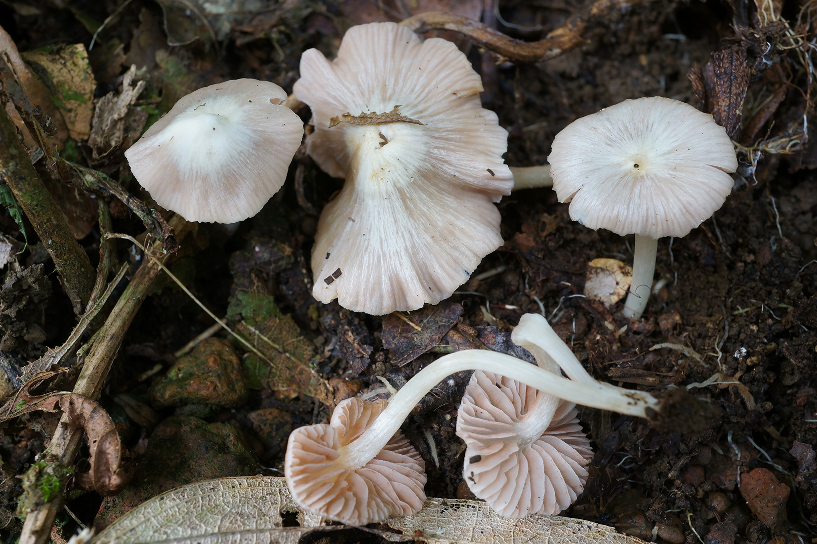 47 loài nấm mới cho khoa học là kết quả nghiên cứu nổi bật của nhóm đề tài “Đa dạng phân loại và sinh thái hệ nấm rừng nhiệt đới Việt Nam” giai đoạn 2020-2024